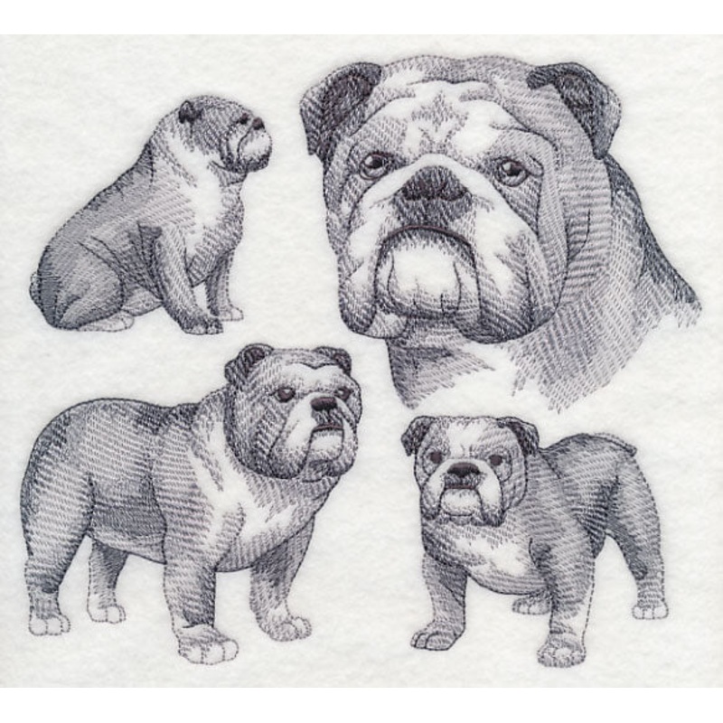 English Bulldog Sketch|6.9″ x 7.69″ / 175.24mm x 195.22mm|5.85″ x 6.52″ / 148.55mm x 165.52mm|4.85″ x 5.4″ / 123.16mm x 137.21mm|All Sizes
