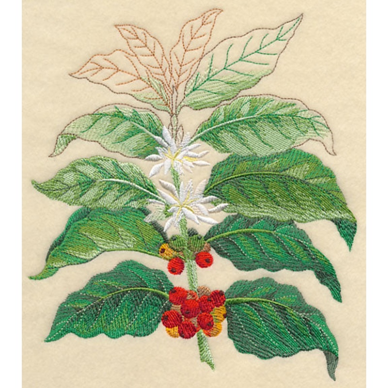 Coffee Plant Botanical|7.61″ x 6.89″ / 193.26mm x 174.95mm|6.44″ x 5.83″ / 163.64mm x 148.07mm|5.36″ x 4.86″ / 136.24mm x 123.33mm|All Sizes