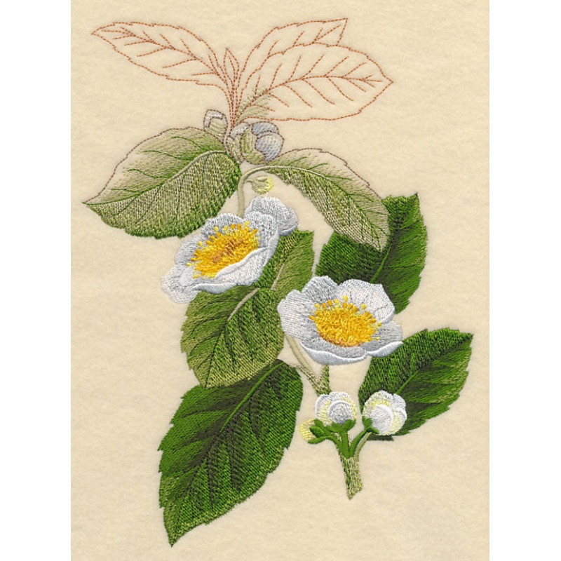 Tea Plant Botanical|9.21″ x 6.88″ / 234.05mm x 174.73mm|7.81″ x 5.82″ / 198.31mm x 147.93mm|6.5″ x 4.85″ / 165.13mm x 123.19mm|All Sizes