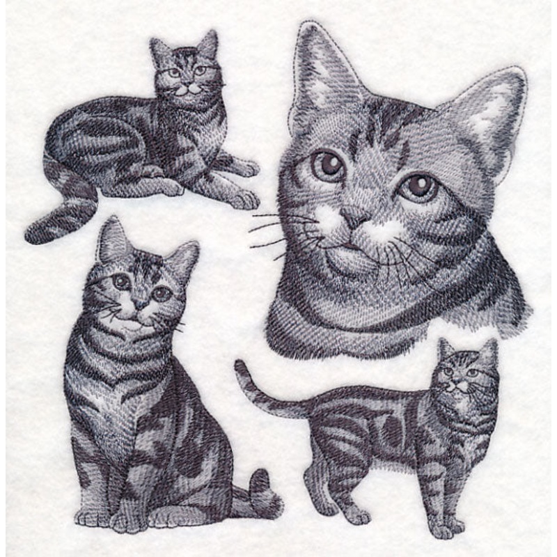 American Shorthair Cat Sketch|7.8″ x 7.68″ / 198.12mm x 195.07mm|7″ x 6.9″ / 177.8mm x 175.26mm|5.94″ x 5.85″ / 150.88mm x 148.59mm|4.92″ x 4.85″ / 124.97mm x 123.19mm|All Sizes