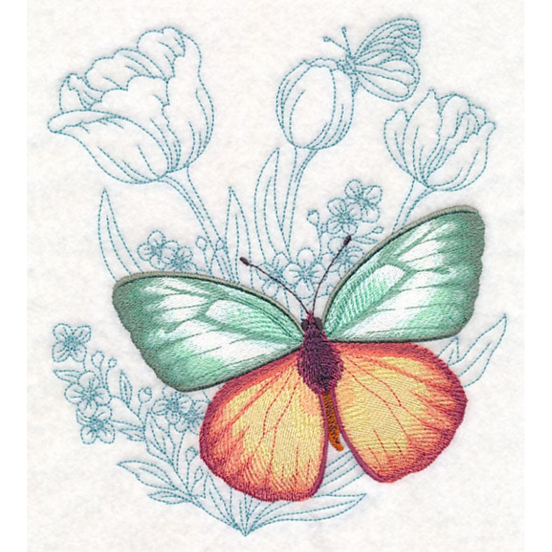 Butterfly Beauty – Cepora Aspasia