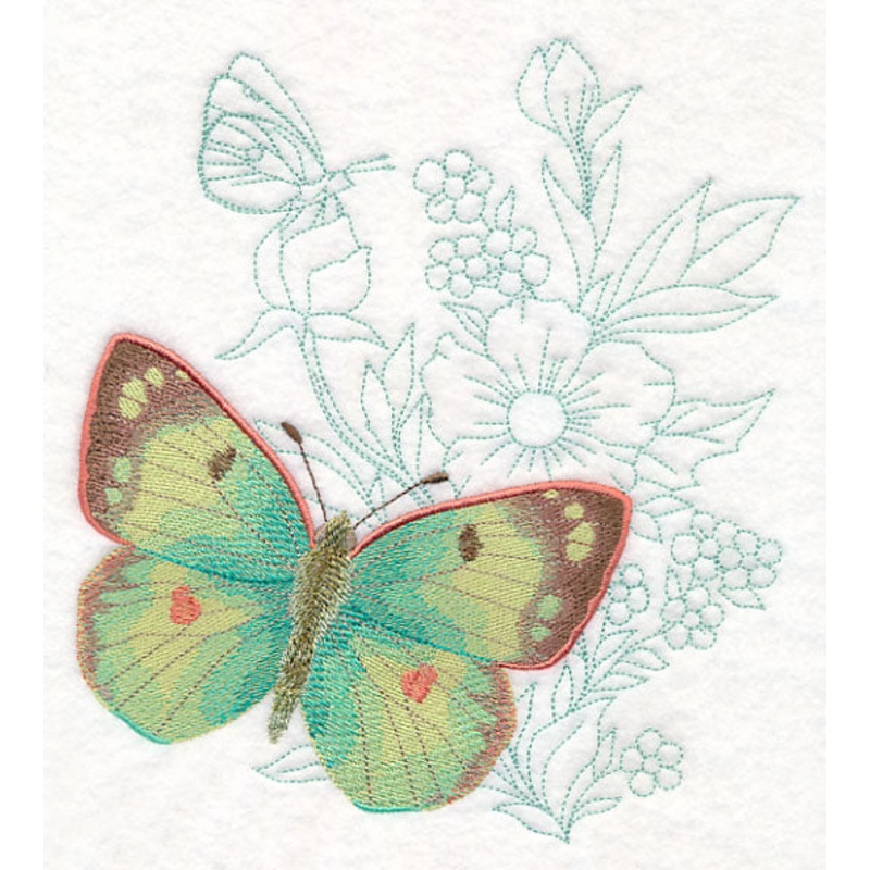 Butterfly Beauty – Colias Hyale