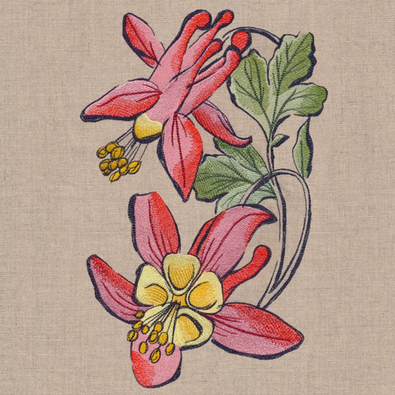 Flowers of the Forest – Columbine