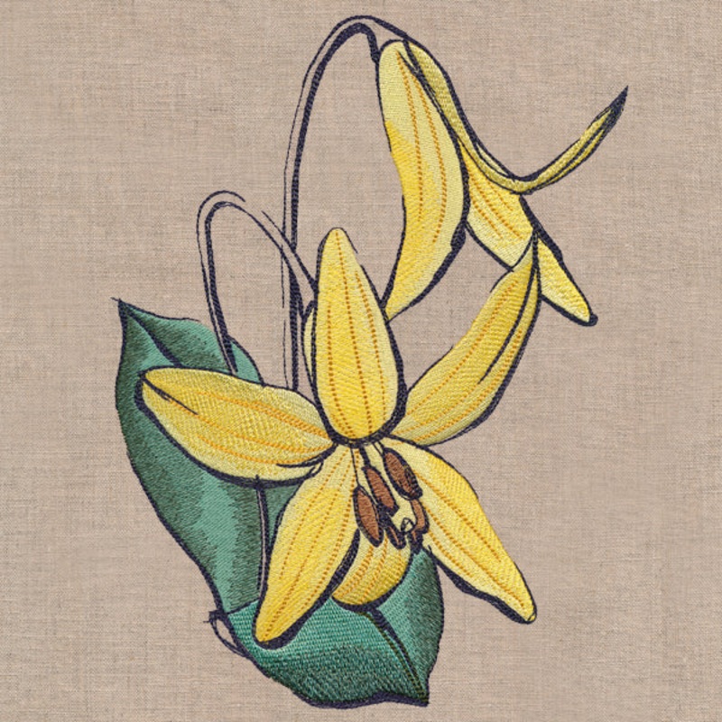 Flowers of the Forest – Trout Lily