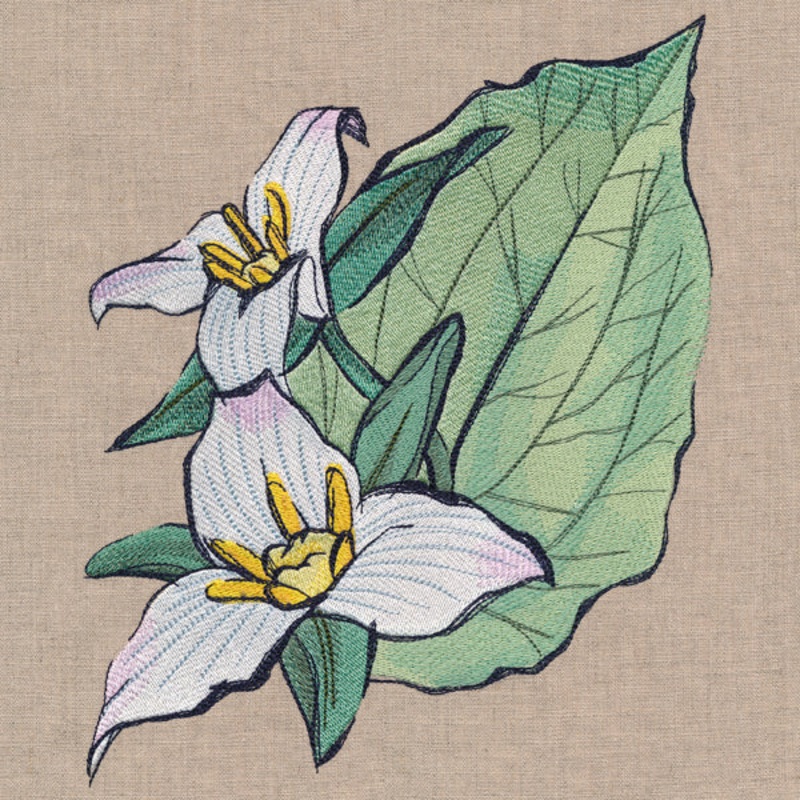 Flowers of the Forest – Western Trillium