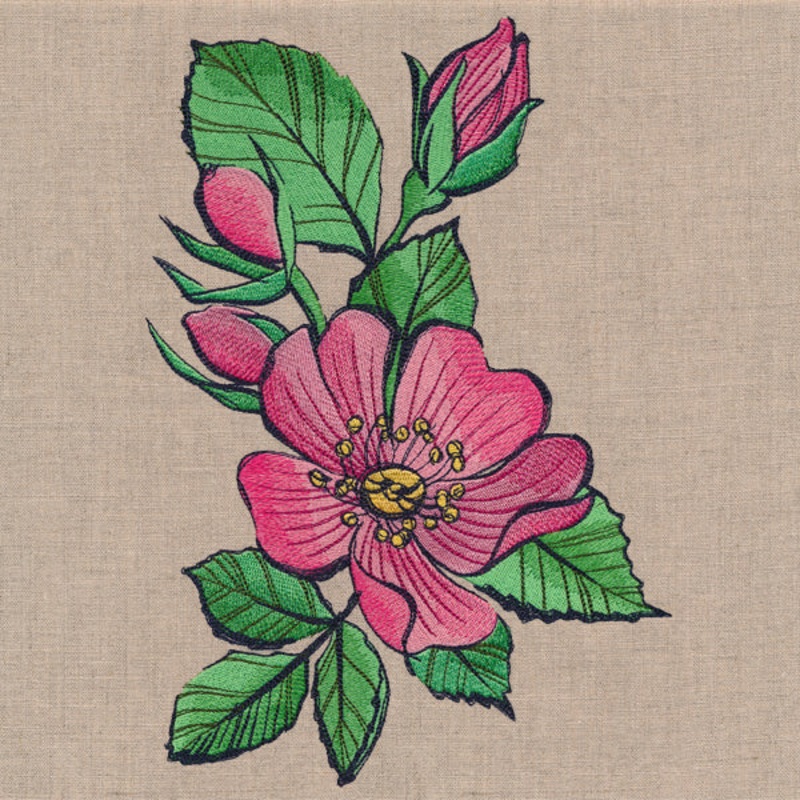 Flowers of the Forest – Wild Rose