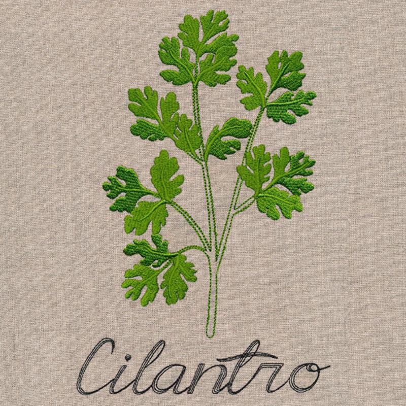 Botanical Herbs – Cilantro|8.88″ x 5.88″ / 225.64mm x 149.31mm|7.58″ x 5.02″ / 192.51mm x 127.4mm|6.86″ x 4.54″ / 174.24mm x 115.29mm|6.04″ x 4″ / 153.54mm x 101.62mm|3.44″ x 2.28″ / 87.41mm x 57.92mm|All Sizes