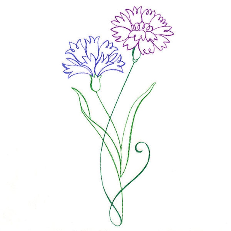 Floral Calligraphy – Cornflower