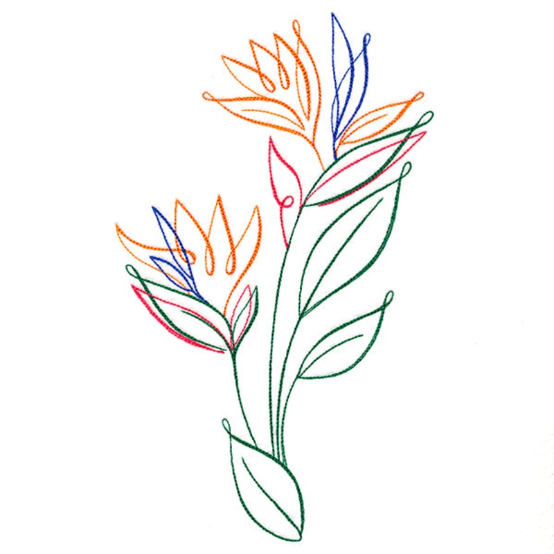 Tropical Calligraphy in Bloom – Bird of Paradise