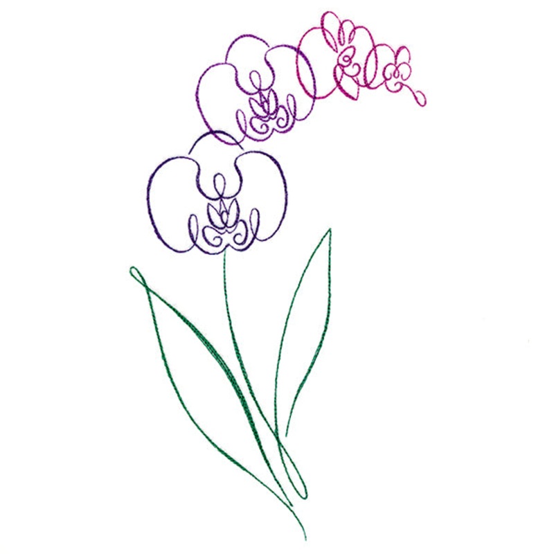 Tropical Calligraphy in Bloom – Orchid