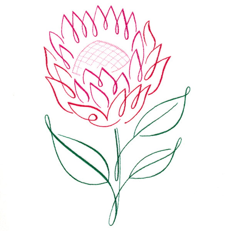 Tropical Calligraphy in Bloom – Protea