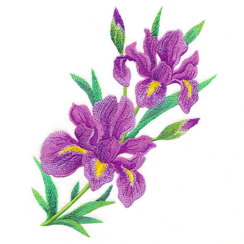 Splendid Iris Bouquet|8.45″ x 6.87″ / 214.63mm x 174.5mm|7.16″ x 5.83″ / 181.74mm x 148.12mm|5.95″ x 4.84″ / 151.25mm x 122.86mm|All Sizes