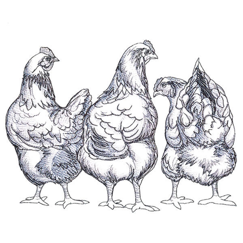 Chicken Trio|6.85″ x 9.16″ / 173.99mm x 232.66mm|5.85″ x 7.83″ / 148.59mm x 198.88mm|4.85″ x 6.49″ / 123.19mm x 164.85mm|All Sizes