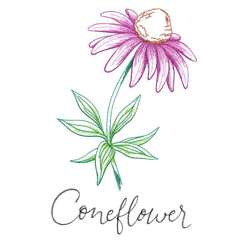 Wild Blooms – Coneflower|9.13″ x 5.71″ / 231.9mm x 145.03mm|7.83″ x 4.89″ / 198.84mm x 124.33mm|7.16″ x 4.48″ / 181.82mm x 113.74mm|6.51″ x 4.07″ / 165.28mm x 103.38mm|All Sizes
