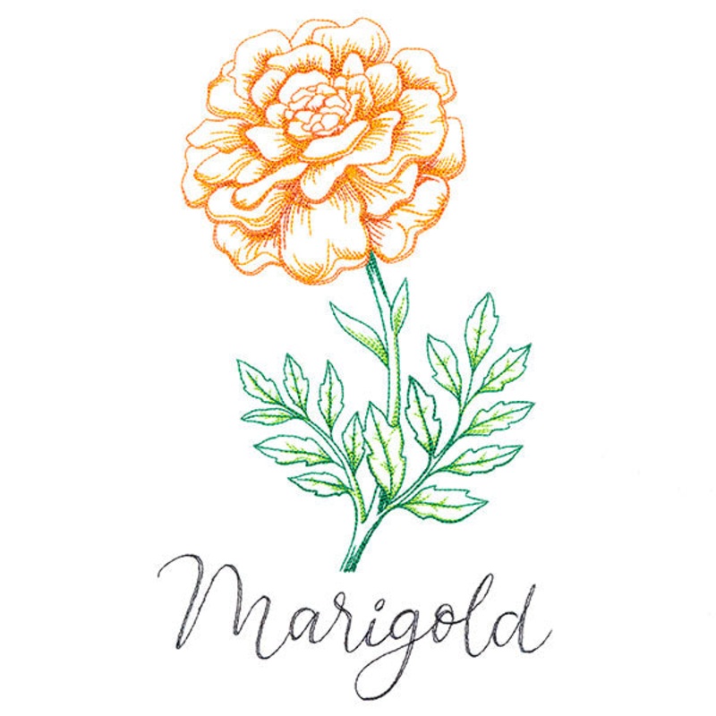 Wild Blooms – Marigold|9.69″ x 5.66″ / 246.13mm x 143.76mm|8.31″ x 4.85″ / 211.12mm x 123.26mm|7.56″ x 4.41″ / 191.92mm x 112.05mm|6.87″ x 4.01″ / 174.47mm x 101.87mm|All Sizes
