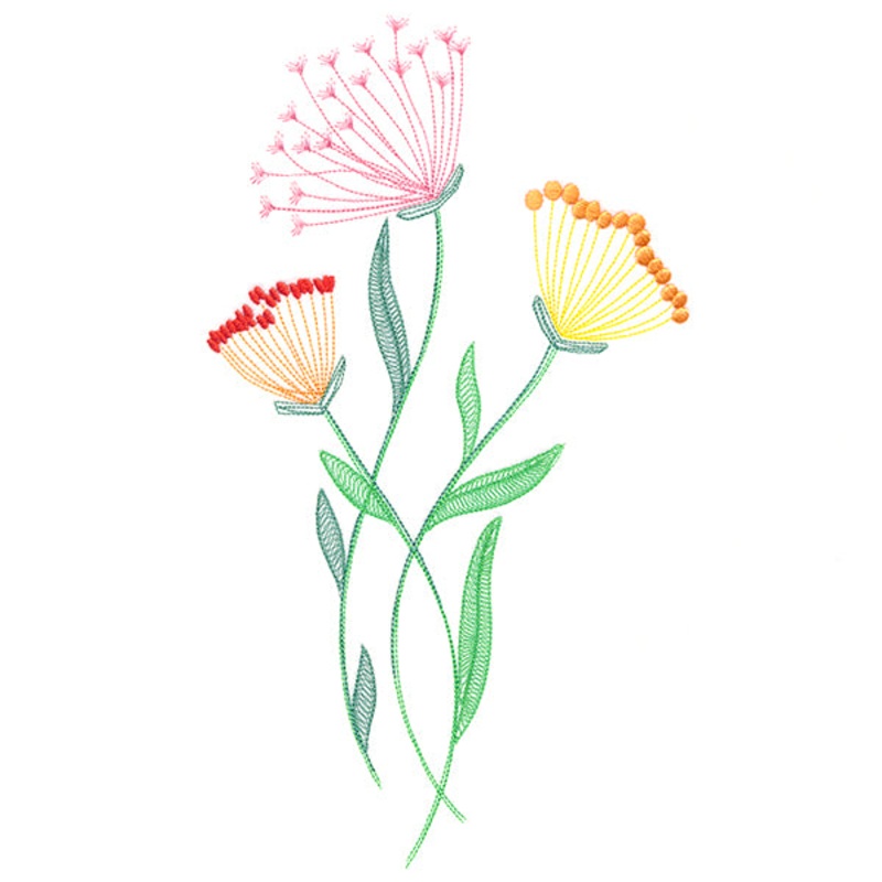Texture & Bloom – Queen Anne’s Lace