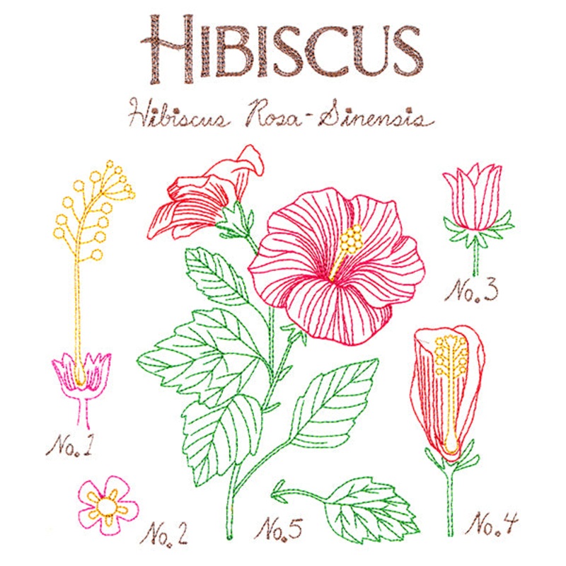 Botanical Illustrations – Hibiscus