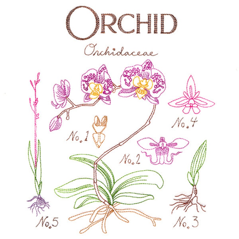 Botanical Illustrations – Orchid
