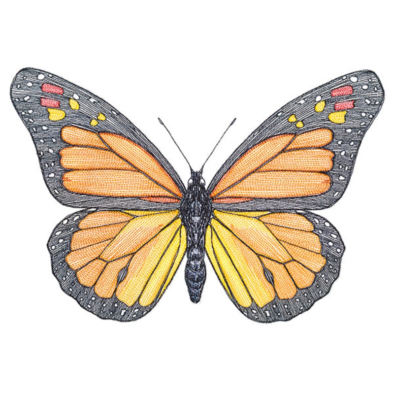 Vibrant Monarch Etching|6.85″ x 10.05″ / 173.94mm x 255.25mm|5.85″ x 8.58″ / 148.55mm x 217.97mm|5.31″ x 7.8″ / 134.97mm x 198.07mm|4.66″ x 6.85″ / 118.45mm x 173.87mm|All Sizes