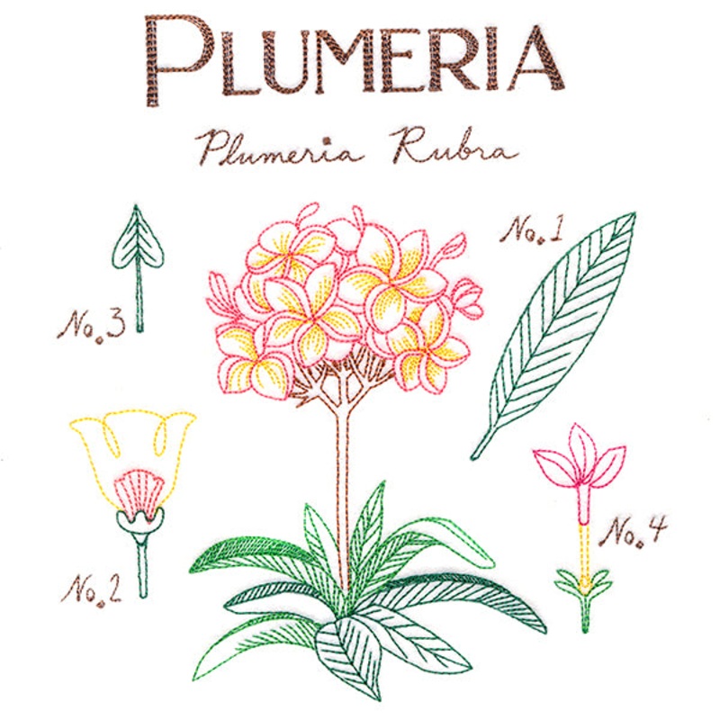 Botanical Illustrations – Plumeria