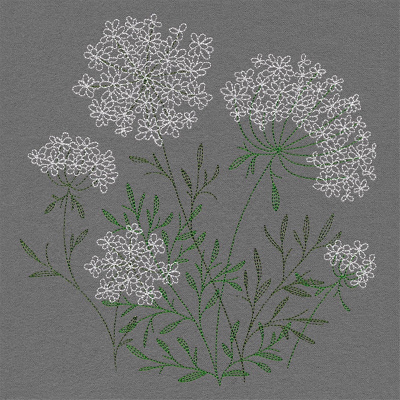 Summer Wonders – Queen Anne’s Lace