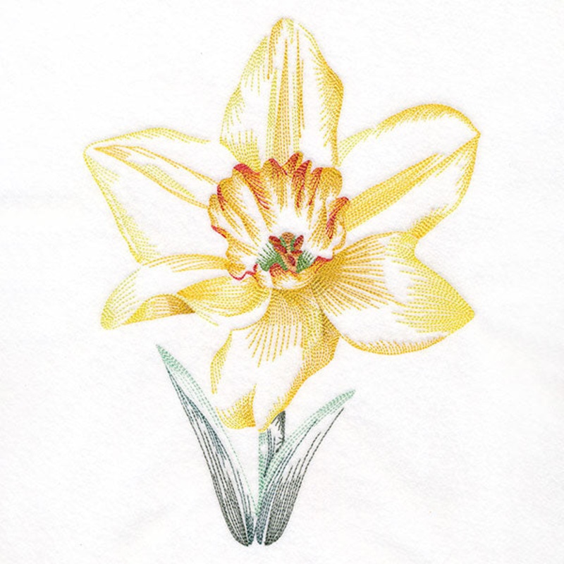 Contours of Beauty Daffodil|9.09″ x 6.85″ / 230.8mm x 173.97mm|7.76″ x 5.85″ / 197.11mm x 148.55mm|6.43″ x 4.85″ / 163.42mm x 123.15mm|All Sizes