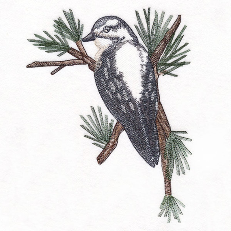 Downy Woodpecker on Branches Corner – Female