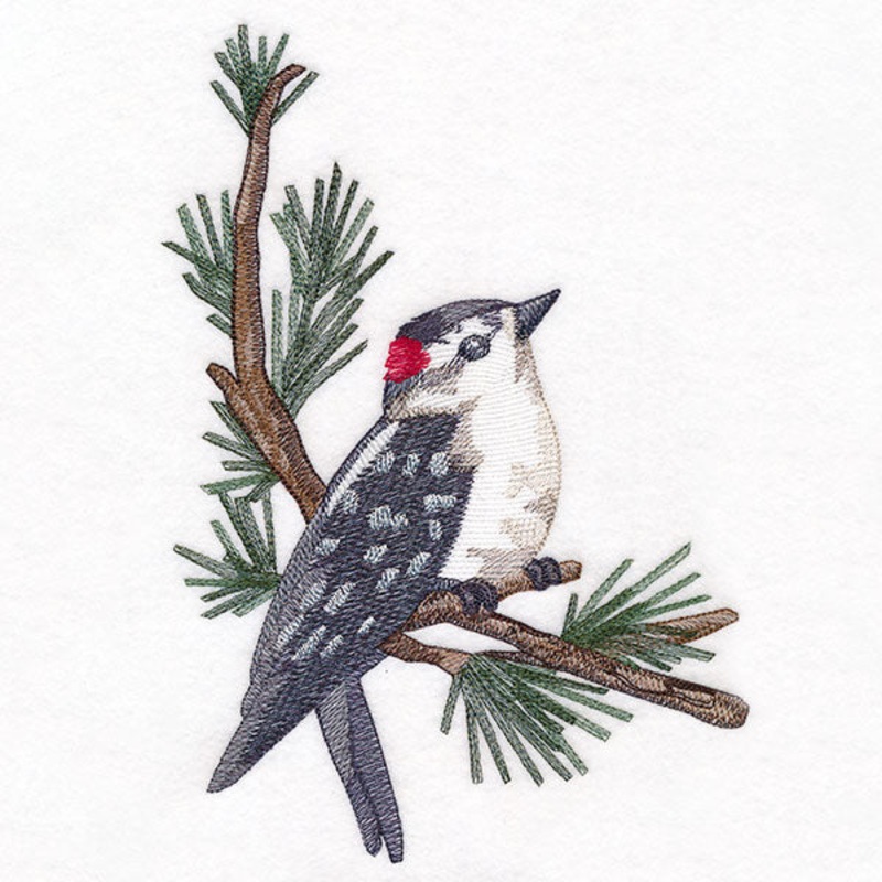 Downy Woodpecker on Branches Corner – Male