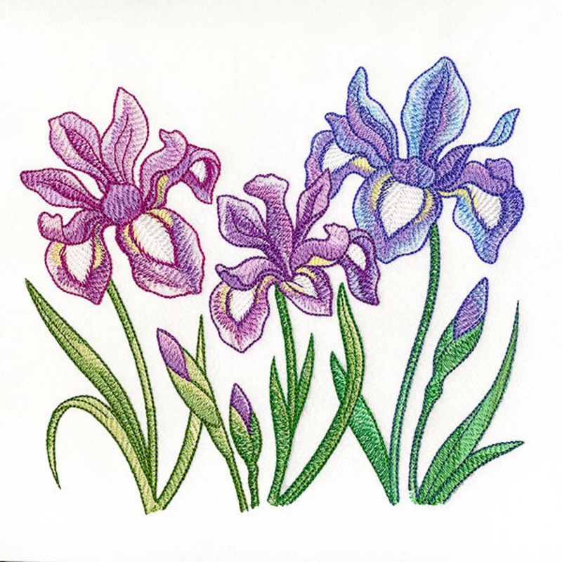 Flourish and Grow Iris Border|6.85″ x 7.65″ / 174.07mm x 194.36mm|5.87″ x 6.55″ / 148.99mm x 166.32mm|4.85″ x 5.42″ / 123.31mm x 137.65mm|All Sizes