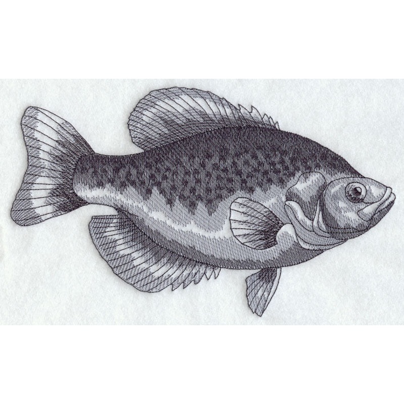 Black Crappie Sketch|5.64″ x 9.4″ / 143.26mm x 238.74mm|4.12″ x 6.85″ / 104.66mm x 173.87mm|2.31″ x 3.85″ / 58.67mm x 97.76mm|All Sizes