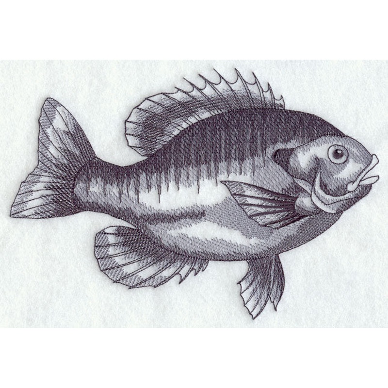 Bluegill Sketch|5.85″ x 8.59″ / 148.59mm x 218.23mm|4.66″ x 6.85″ / 118.47mm x 173.99mm|2.62″ x 3.85″ / 66.58mm x 97.79mm|All Sizes