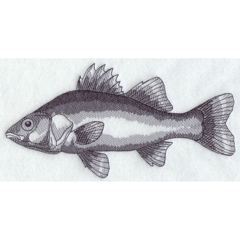 White Perch Sketch|4.7″ x 9.4″ / 119.27mm x 238.75mm|3.43″ x 6.86″ / 87.06mm x 174.24mm|1.93″ x 3.86″ / 48.98mm x 98mm|All Sizes