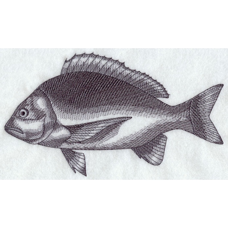 Bream Sketch|5.25″ x 9.38″ / 133.36mm x 238.33mm|3.83″ x 6.85″ / 97.2mm x 174.04mm|2.14″ x 3.84″ / 54.36mm x 97.65mm|All Sizes