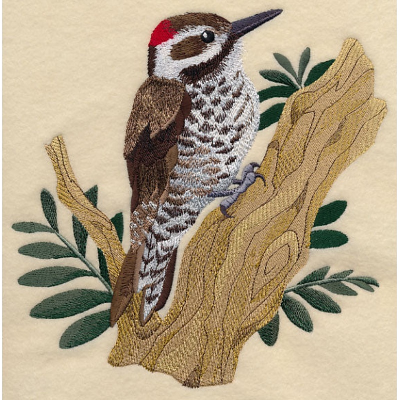 Arizona Woodpecker|7.78″ x 7.67″ / 197.56mm x 194.88mm|7.04″ x 6.91″ / 178.82mm x 175.48mm|5.97″ x 5.86″ / 151.66mm x 148.89mm|4.96″ x 4.86″ / 126.01mm x 123.51mm|All Sizes