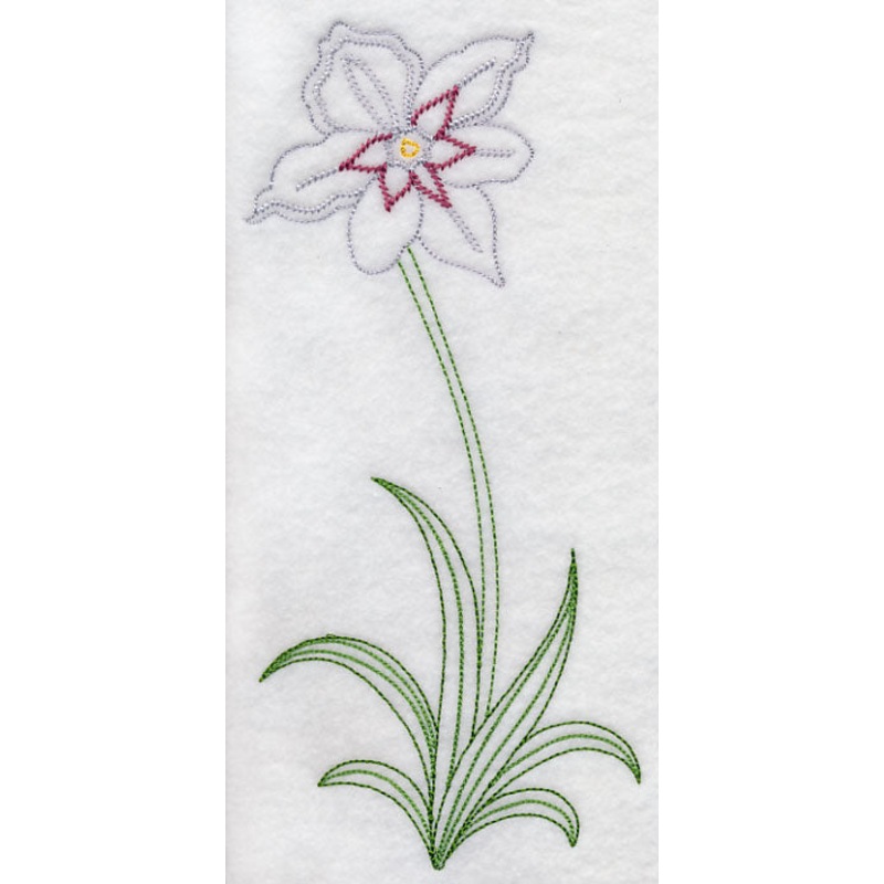 Long Stemmed Gladiolus Murielae (Vintage)