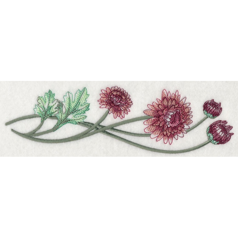 Classy Chrysanthemums Border 2