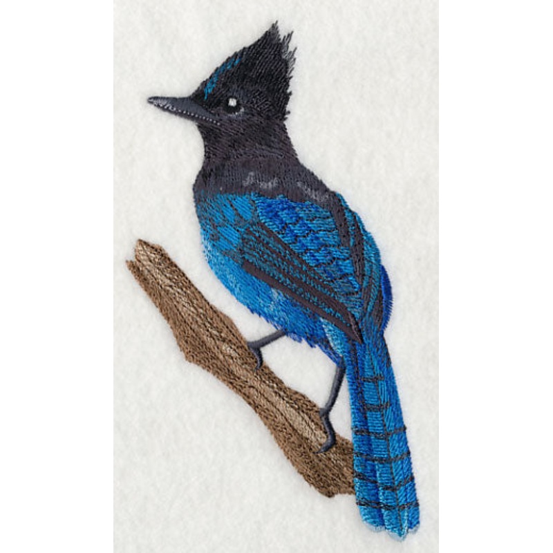Steller’s Jay on Branch|6.83″ x 4.01″ / 173.48mm x 101.85mm|3.84″ x 2.25″ / 97.54mm x 57.15mm|All Sizes