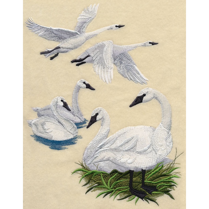 Trumpeter Swan Collage|10.68″ x 8.58″ / 271.29mm x 217.94mm|8.57″ x 6.88″ / 217.58mm x 174.76mm|7.79″ x 6.26″ / 197.86mm x 158.9mm|7.29″ x 5.85″ / 185.04mm x 148.6mm|6.04″ x 4.85″ / 153.46mm x 123.2mm|All Sizes