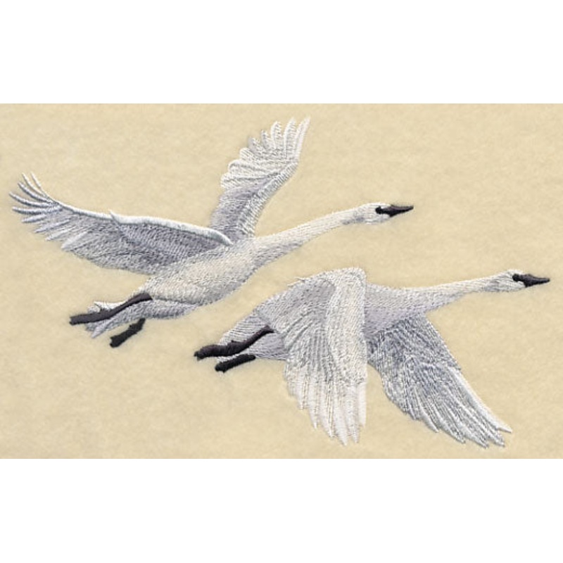 Trumpeter Swans in Flight|4.18″ x 6.85″ / 106.17mm x 173.99mm|2.36″ x 3.85″ / 59.94mm x 97.79mm|All Sizes