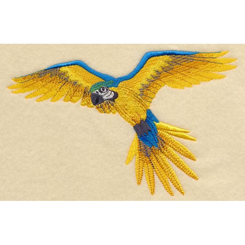 Blue-and-yellow Macaw in Flight