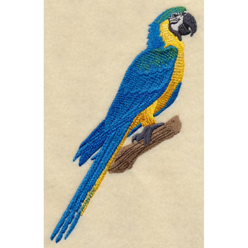 Blue-and-yellow Macaw on Branch