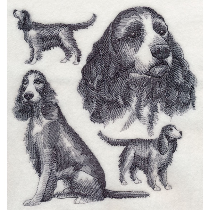 English Springer Spaniel Sketch (Full Tail)