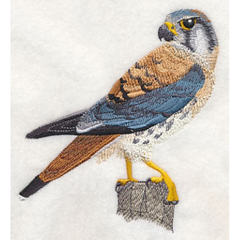 American Kestrel at Rest|5.05″ x 4.44″ / 128.33mm x 112.74mm|3.55″ x 3.13″ / 90.09mm x 79.42mm|All Sizes