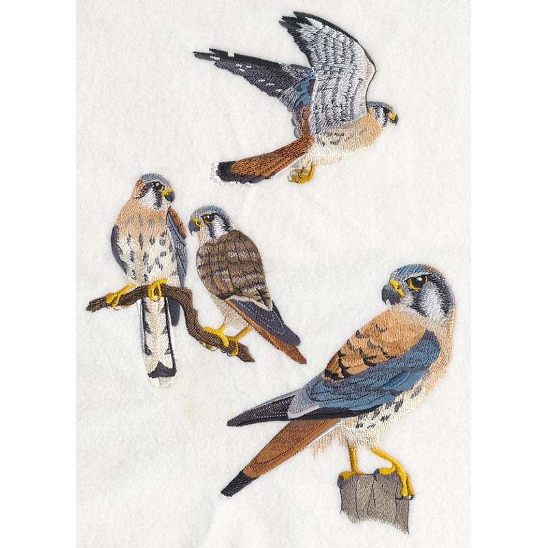 American Kestrel Collage|11.74″ x 8.29″ / 298.16mm x 210.54mm|9.75″ x 6.88″ / 247.56mm x 174.8mm|7.79″ x 5.5″ / 197.83mm x 139.7mm|6.86″ x 4.84″ / 174.21mm x 123mm|All Sizes
