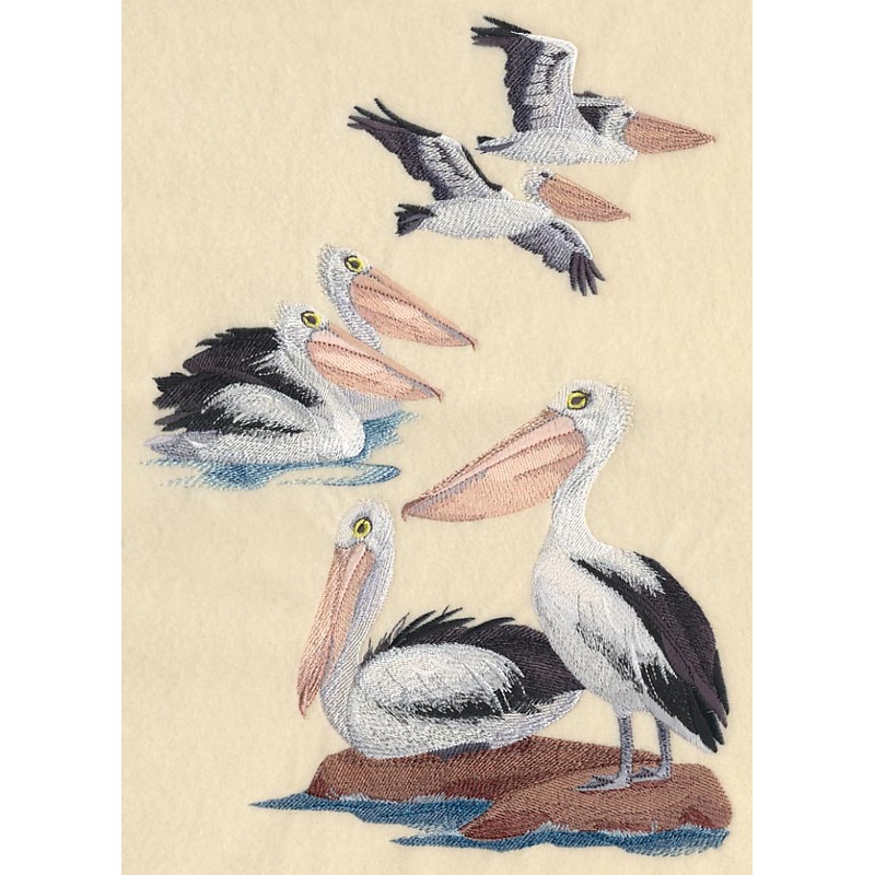 Australian Pelican Collage|11.71″ x 8.17″ / 297.39mm x 207.59mm|9.8″ x 6.84″ / 248.93mm x 173.77mm|8.35″ x 5.84″ / 211.99mm x 148.34mm|7.81″ x 5.46″ / 198.37mm x 138.68mm|6.86″ x 4.79″ / 174.23mm x 121.61mm|All Sizes
