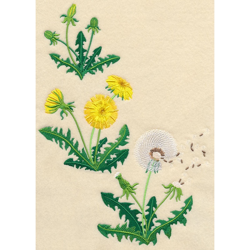 Dandelion Collage|11.75″ x 8.39″ / 298.36mm x 213.03mm|9.67″ x 6.9″ / 245.55mm x 175.21mm|7.8″ x 5.57″ / 198mm x 141.52mm|6.86″ x 4.9″ / 174.24mm x 124.45mm|All Sizes