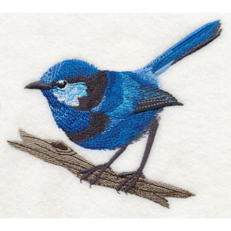 Splendid Fairy-wren at Rest|4.27″ x 4.98″ / 108.46mm x 126.49mm|3.01″ x 3.51″ / 76.45mm x 89.15mm|All Sizes