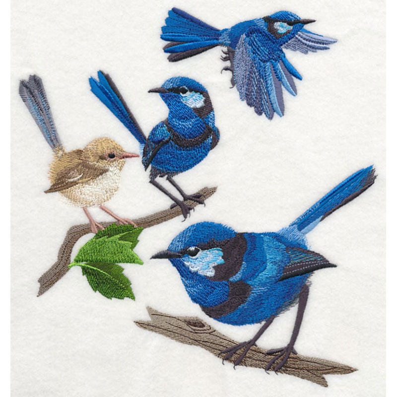 Splendid Fairy-wren Collage|9.48″ x 8.59″ / 240.9mm x 218.08mm|7.6″ x 6.87″ / 193.09mm x 174.48mm|6.3″ x 5.7″ / 160.02mm x 144.85mm|5.36″ x 4.84″ / 136.22mm x 122.99mm|8.59″ x 7.77″ / 218.19mm x 197.36mm|All Sizes