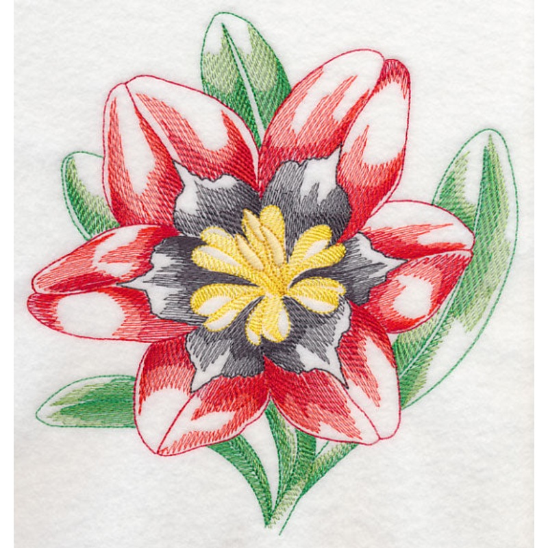 Sparaxis Beauty|7.8″ x 7.36″ / 198.12mm x 186.94mm|7.31″ x 6.9″ / 185.67mm x 175.26mm|6.19″ x 5.85″ / 157.23mm x 148.59mm|5.13″ x 4.85″ / 130.3mm x 123.19mm|3.89″ x 3.67″ / 98.81mm x 93.22mm|All Sizes