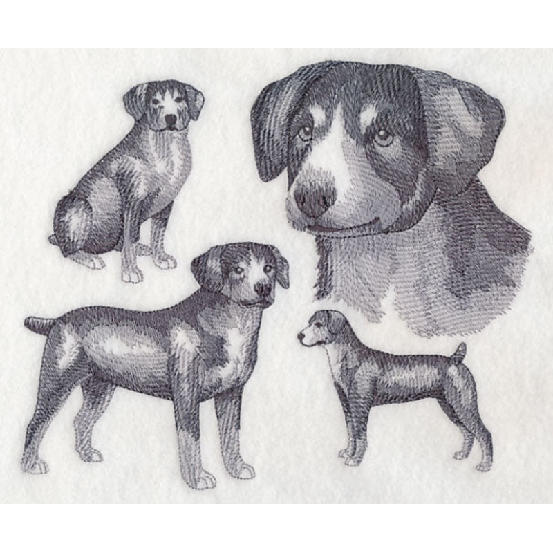 Entlebucher Mountain Dog Sketch (Docked Tail)